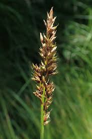 Attēlu rezultāti vaicājumam “Carex appropinquata fruit”
