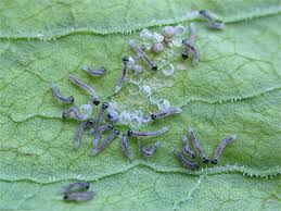 Attēlu rezultāti vaicājumam “Mamestra brassicae pupa”