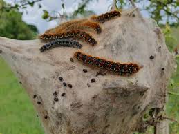 Attēlu rezultāti vaicājumam “Eriogaster lanestris larva”