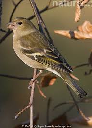 Attēlu rezultāti vaicājumam “Fringilla coelebs female”