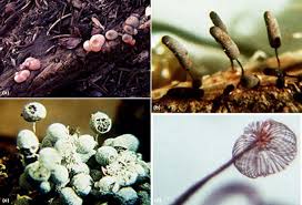 Attēlu rezultāti vaicājumam “myxomicetes”