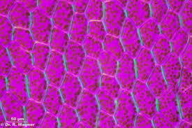 Attēlu rezultāti vaicājumam “Rhizomnium punctatum sporophyte”