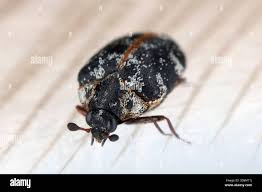 Attēlu rezultāti vaicājumam “Anthrenus scrophulariae”