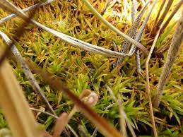 Attēlu rezultāti vaicājumam “Polytrichastrum longisetum”