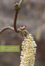 Attēlu rezultāti vaicājumam “Corylus avellana female flower”