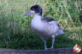 Attēlu rezultāti vaicājumam “Tadorna tadorna juvenile”