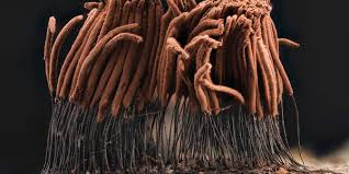 Attēlu rezultāti vaicājumam “Stemonitis sp.”