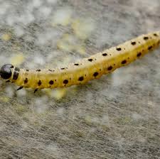 Attēlu rezultāti vaicājumam “Yponomeuta evonymella larva”