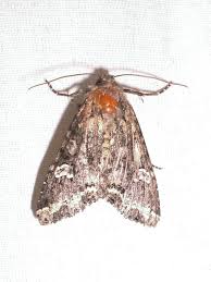 Attēlu rezultāti vaicājumam “Mamestra brassicae”