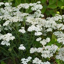 Attēlu rezultāti vaicājumam “Achillea salicifolia flower”