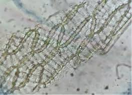 Attēlu rezultāti vaicājumam “Sphagnum subsecundum”