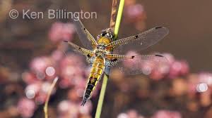 Attēlu rezultāti vaicājumam “Libellula quadrimaculata imago”