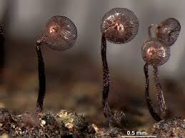 Attēlu rezultāti vaicājumam “Cribraria cancellata var. fusca”