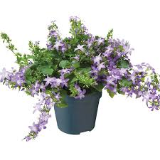 Image result for Glockenblumen