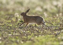 Attēlu rezultāti vaicājumam “Lepus europaeus adult”