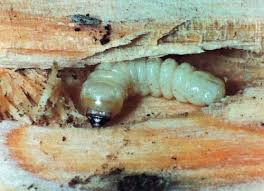 Attēlu rezultāti vaicājumam “Cerambycidae larva”