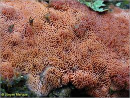 Attēlu rezultāti vaicājumam “Ceriporia purpurea”