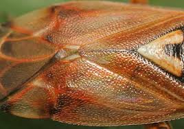 Attēlu rezultāti vaicājumam “Lygus pratensis imago”