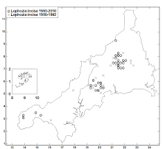 Attēlu rezultāti vaicājumam “Lophozia incisa”