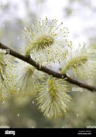 Attēlu rezultāti vaicājumam “Salix aurita flower”