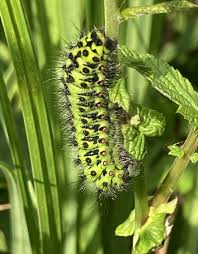 Attēlu rezultāti vaicājumam “Saturnia pavonia larva”