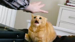 Image result for lulcatz