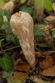 Attēlu rezultāti vaicājumam “Clavariadelphus pistillaris”