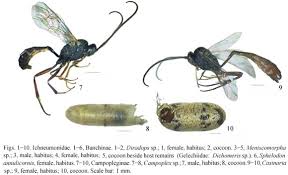 Attēlu rezultāti vaicājumam “Ichneumonidae cocoon”