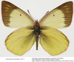 Attēlu rezultāti vaicājumam “Colias palaeno female”