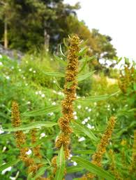 Attēlu rezultāti vaicājumam “Rumex maritimus leaf”