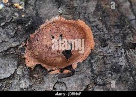 Attēlu rezultāti vaicājumam “Fuligo leviderma plasmodium”