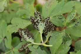 Attēlu rezultāti vaicājumam “Tranzschelia anemones”