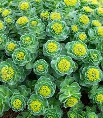 Attēlu rezultāti vaicājumam “Rhodiola rosea”