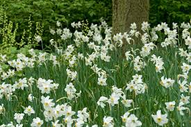 Attēlu rezultāti vaicājumam “Narcissus poeticus”