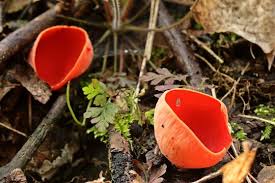 Attēlu rezultāti vaicājumam “Sarcoscypha austriaca”