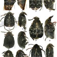 Attēlu rezultāti vaicājumam “Diderma chondrioderma spores”