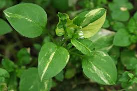 Attēlu rezultāti vaicājumam “Stellaria crassifolia leaf”