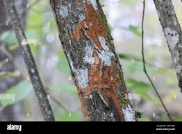 Attēlu rezultāti vaicājumam “Phellinus ferruginosus”