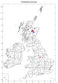 Attēlu rezultāti vaicājumam “Hertelidea botryosa”