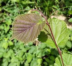 Attēlu rezultāti vaicājumam “Corylus avellana leaf”