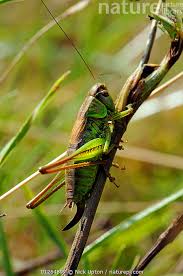 Attēlu rezultāti vaicājumam “Metrioptera roeselii”