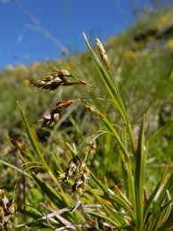 Attēlu rezultāti vaicājumam “Carex capillaris fruit”