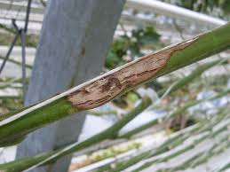 Attēlu rezultāti vaicājumam “Trichia botrytis var. cerifera stalked”