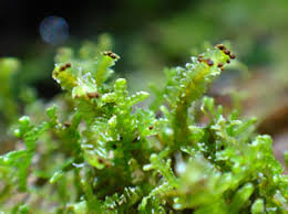 Attēlu rezultāti vaicājumam “Tritomaria exsectiformis”