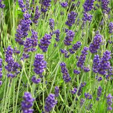 Image result for Lavendel