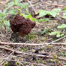 Attēlu rezultāti vaicājumam “Gyromitra esculenta”