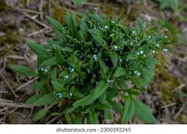 Attēlu rezultāti vaicājumam “Myosotis sparsiflora flower”