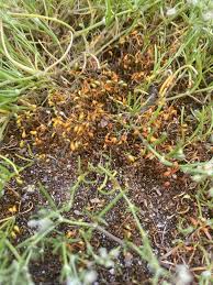 Attēlu rezultāti vaicājumam “Bryum argenteum”