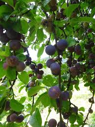 Attēlu rezultāti vaicājumam “Prunus domestica subsp. insitita fruit”