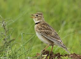 Image result for Melanocorypha calandra